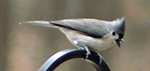 tufted titmouse