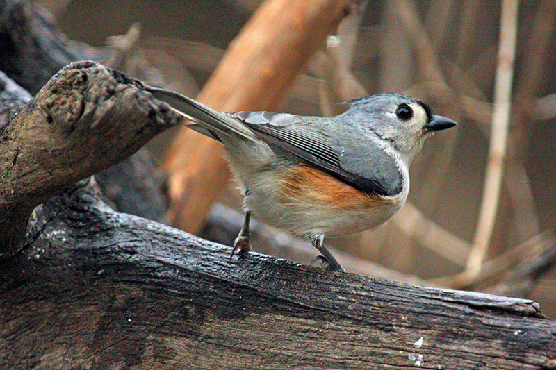 Tufted Titmouse