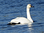 tundra swan