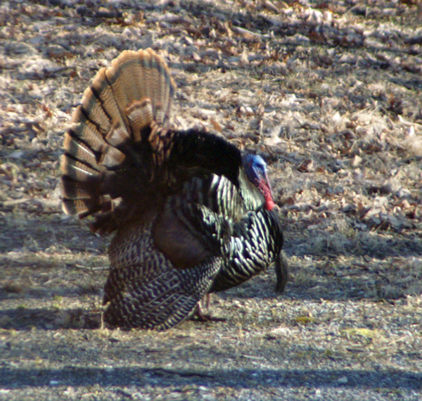 Male Turkey