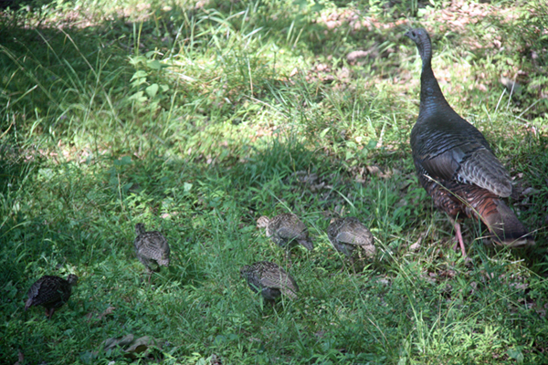 Turkey Family