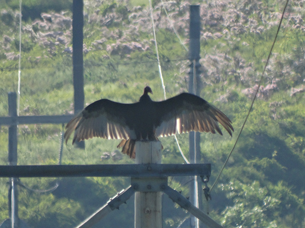 Turkey Vulture