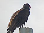 turkey vulture