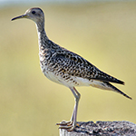 upland sandpiper