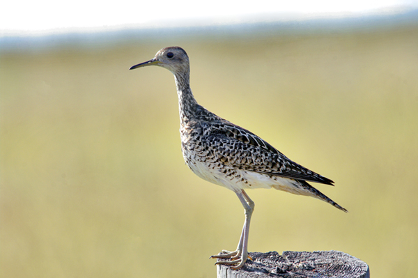 Upland Sandpiper