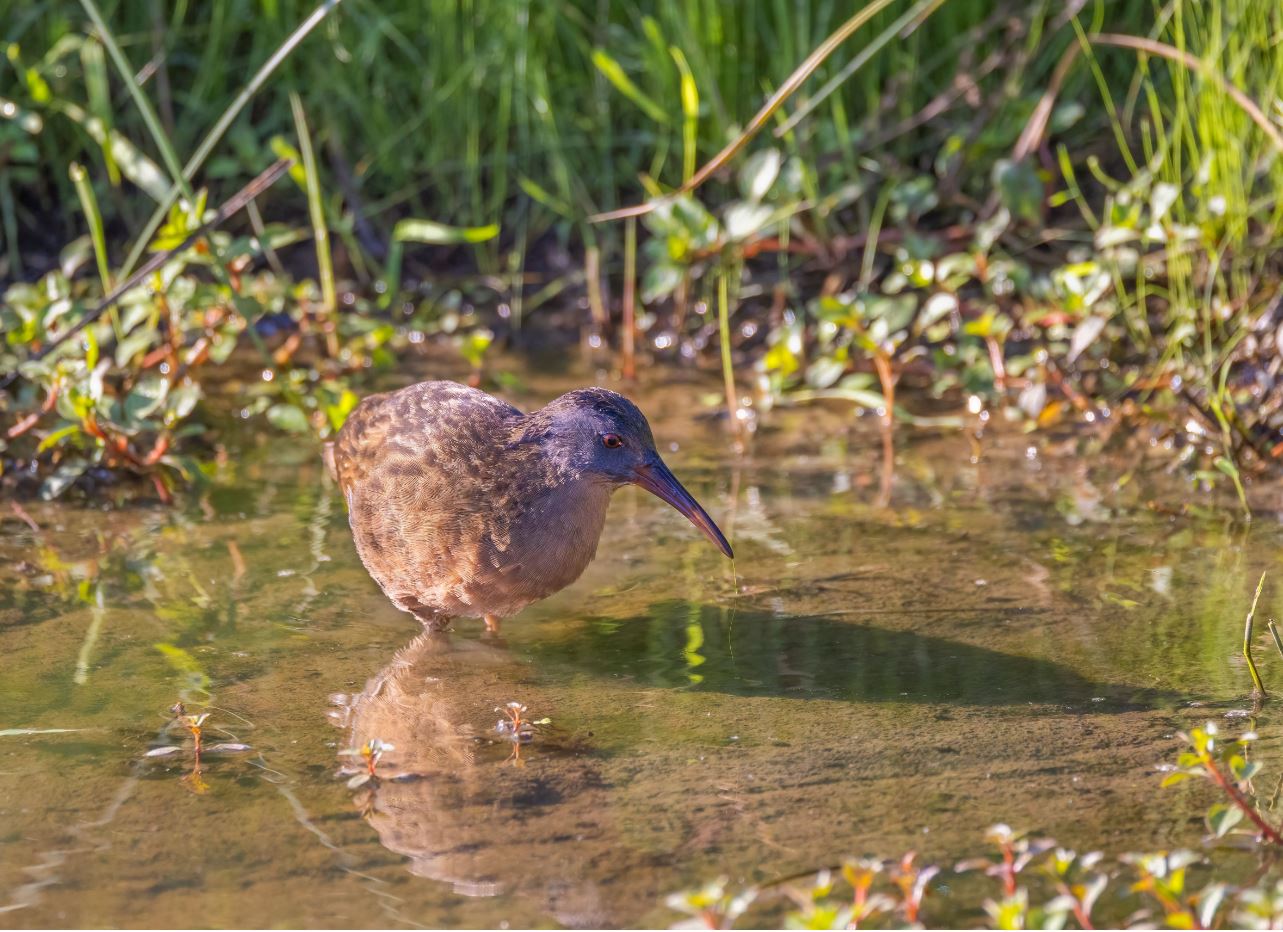 Virginia Rail 3 not found