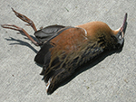 virginia rail