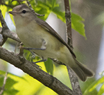 warbling vireo