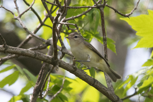 Warbling Vireo