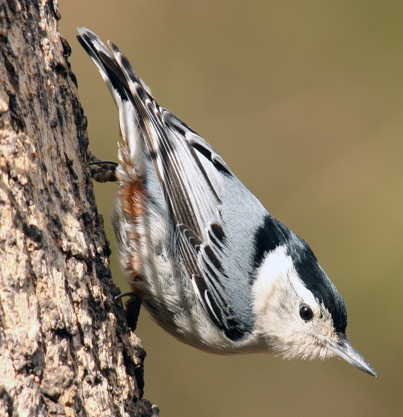 White-breasted Nuthatch