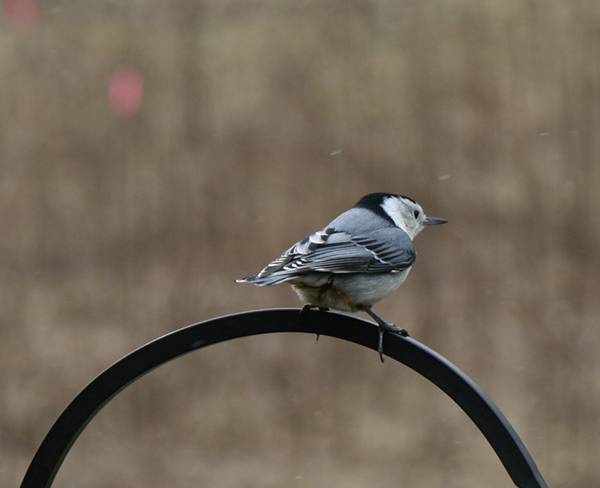 White-breasted Nuthatch