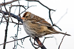 white-crowned sparrow