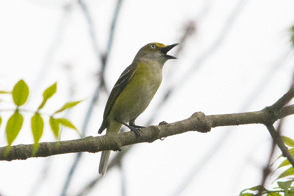 White-eyed Vireo