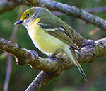 white-eyed vireo