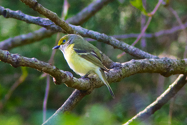 White-eyed Vireo