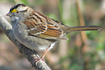 white-throated sparrow