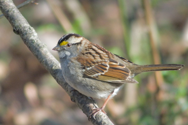 White-throated Sparrow