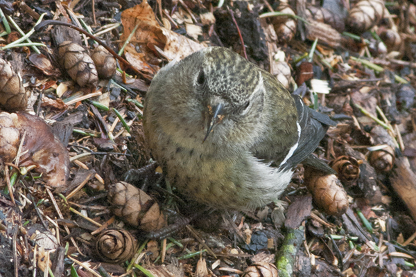 White-winged Crossbill