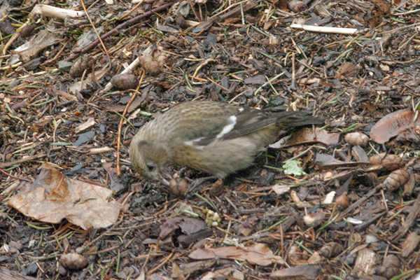 White-winged Crossbill