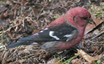 white-winged crossbill