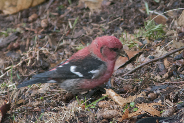 White-winged Crossbill