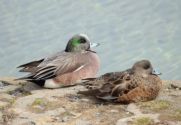 Wigeon 1