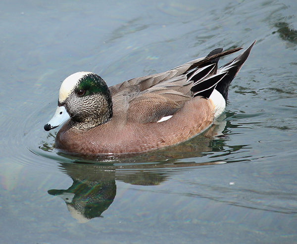 Wigeon 2