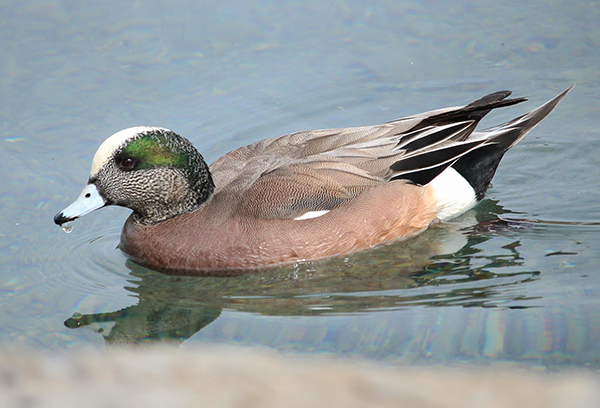 Wigeon 3