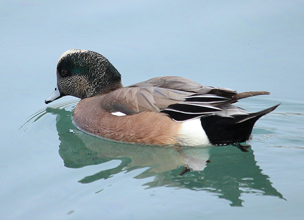 Wigeon 4