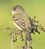 willow flycatcher