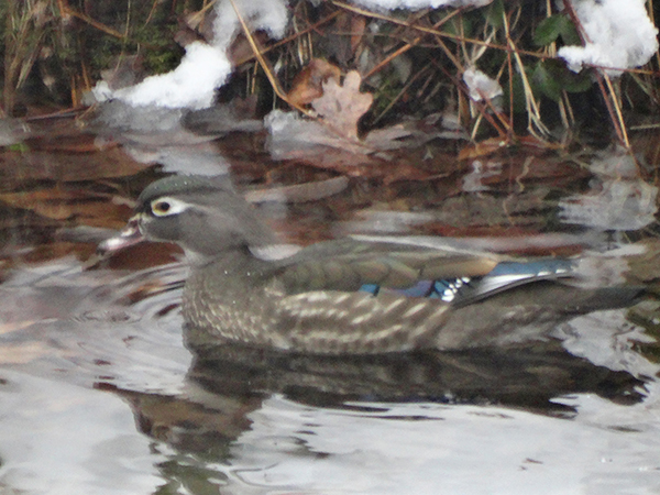 Female Wood Duck