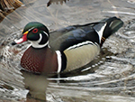 wood duck