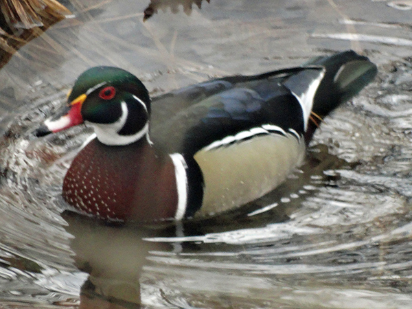 Male Wood Duck