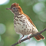 wood thrush