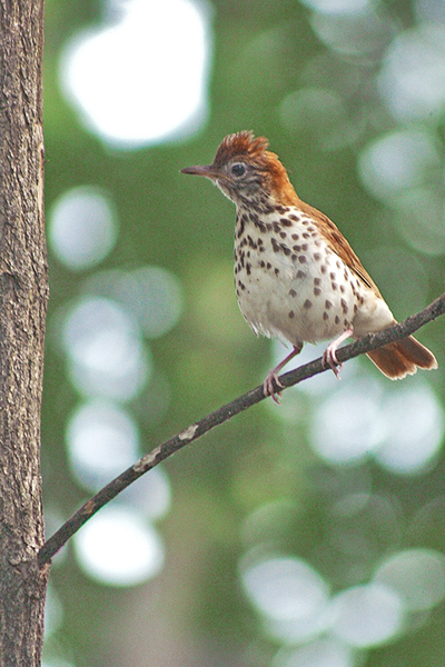 Wood Thrush