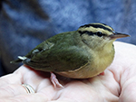 worm-eating warbler