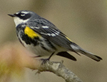 Yellow-rumped warbler