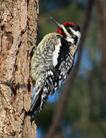 Yellow-bellied Sapsucker