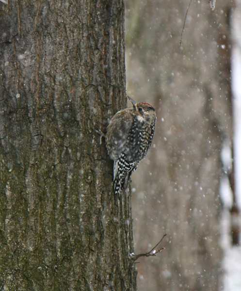 Yellow-bellied Sapsucker