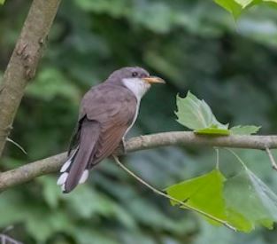 Yellow-billed Cuckoo5 image not found