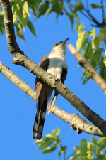 Yellow-billed Cuckoo