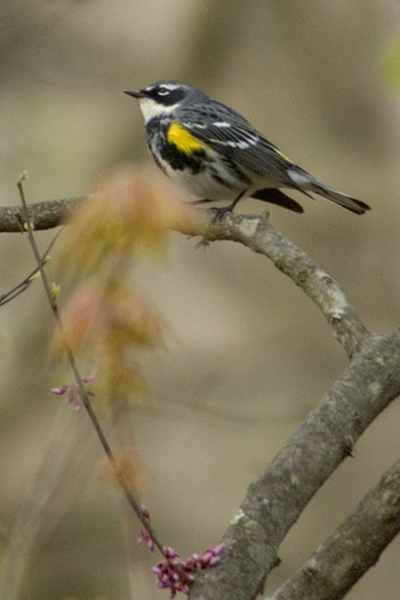 Yellow-rumped Warbler