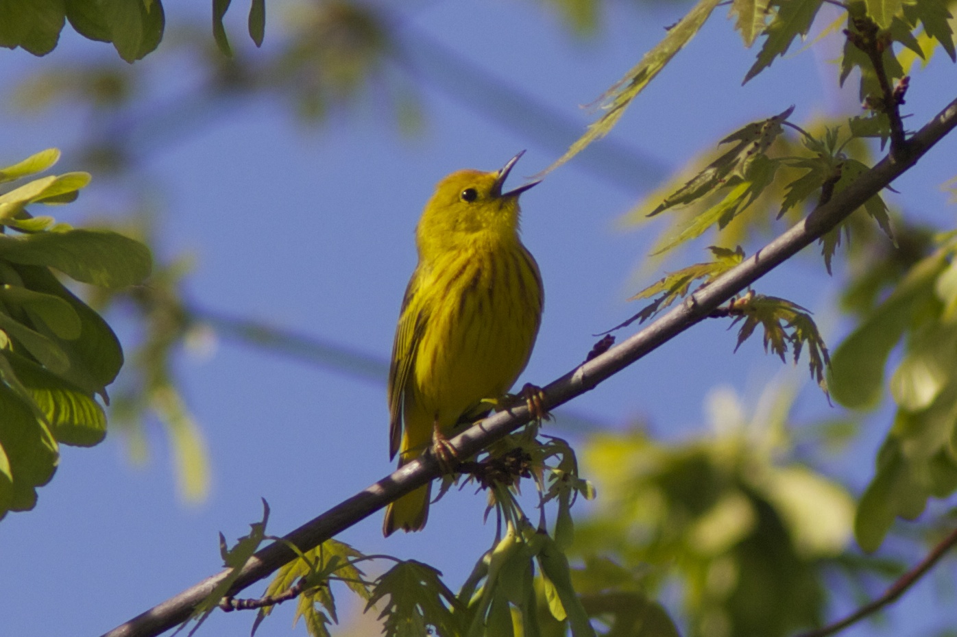 Yellow Warbler