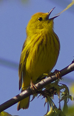 Yellow warbler