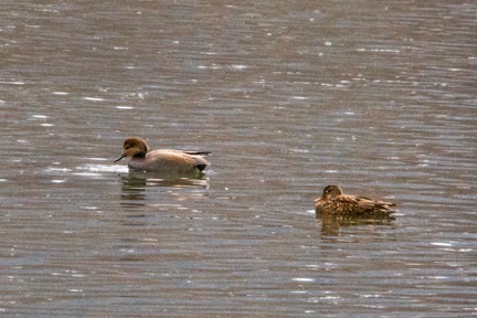 Gadwall