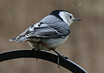 white-breasted nuthatch