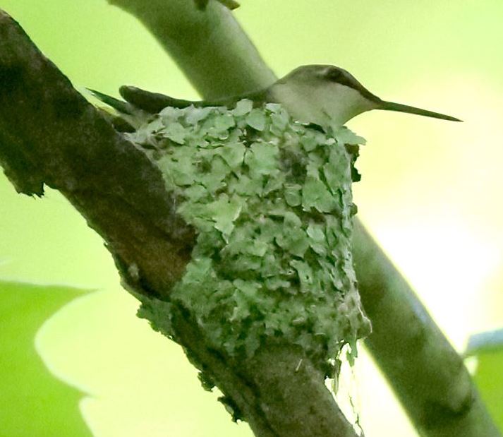 Hummingbird on nest not found