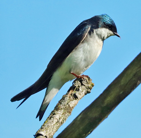 Tree Swallow 4 not found